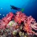 coral_soft_ni_h_0705_png1611.jpg